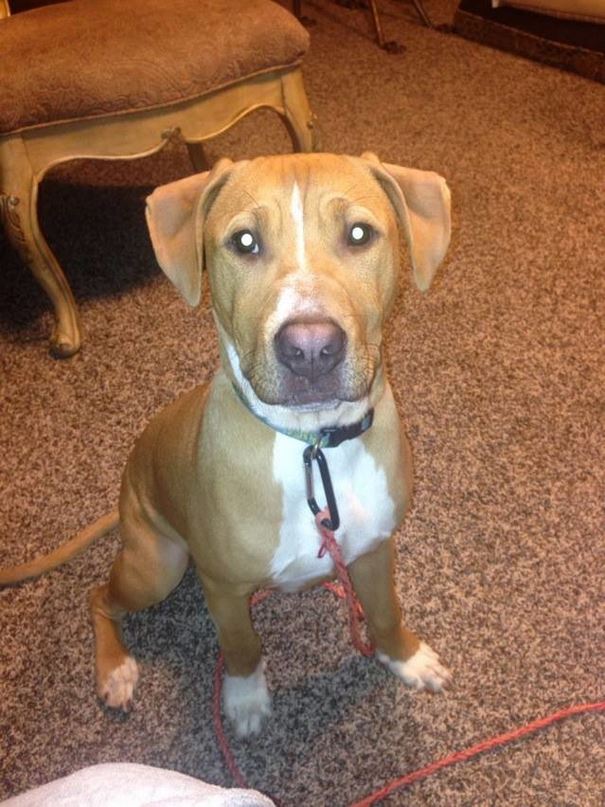 sad-shelter-dog-no-one-adopts-bear-9