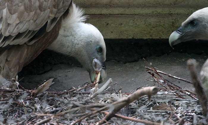 same-sex-gay-vulture-couple-hatch-abandoned-baby-egg-1 same-sex-gay-vulture-couple-hatch-abandoned-baby-egg-1