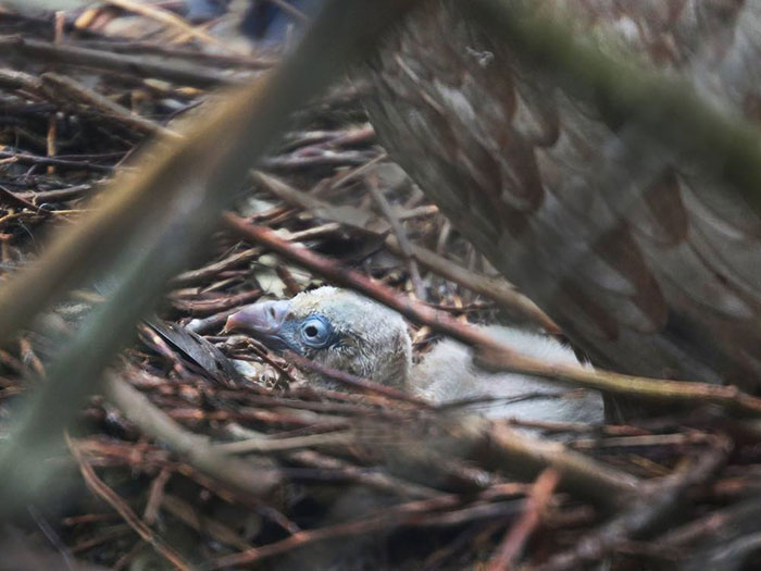 same-sex-gay-vulture-couple-hatch-abandoned-baby-egg-2 same-sex-gay-vulture-couple-hatch-abandoned-baby-egg-2