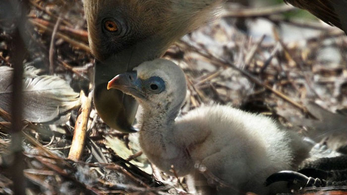 same-sex-gay-vulture-couple-hatch-abandoned-baby-egg-4 same-sex-gay-vulture-couple-hatch-abandoned-baby-egg-4