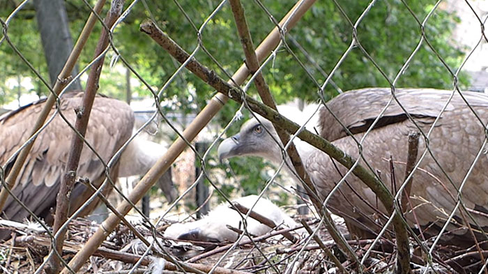 same-sex-gay-vulture-couple-hatch-abandoned-baby-egg-7 same-sex-gay-vulture-couple-hatch-abandoned-baby-egg-7