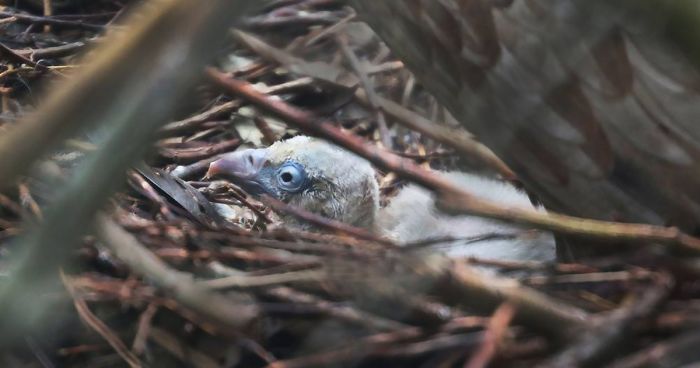 Two Gay Vultures Hatch An Abandoned Egg Together
