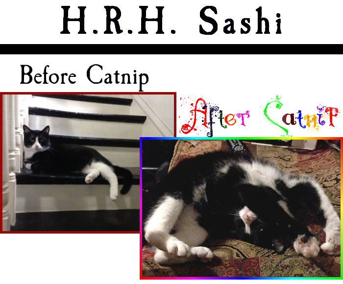 Catnip Is A Hell Of A Drug