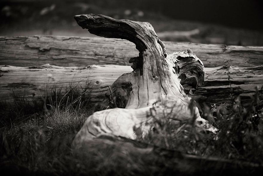 Wooden Creatures Photo Series - Nature's Fantastical Shapes And Structures