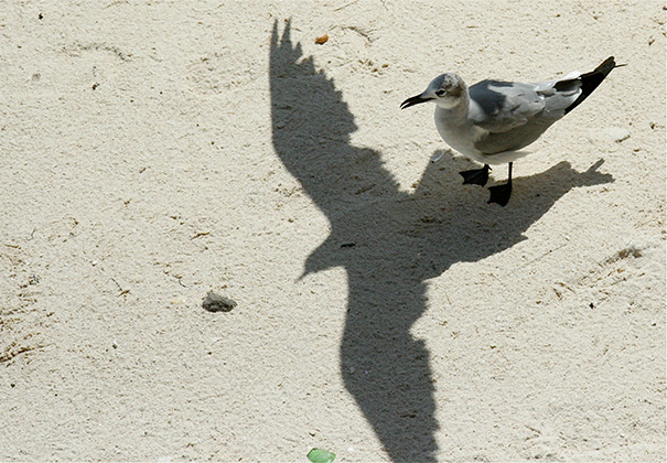 A Seagull Dreaming Of Bigger And Better Things