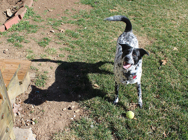 Dog's Shadow Looks Exactly Like A Cat