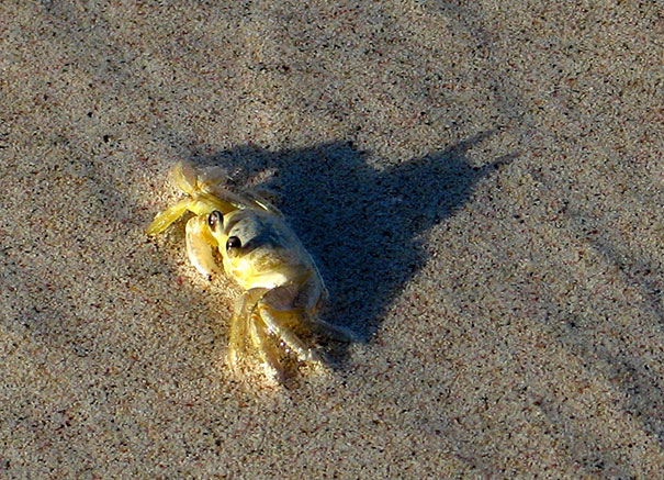 Batcrab!