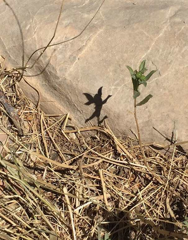 The Shadow Of This Leaf I Found While Hiking Kind Of Looks Like A Dancing Fairy