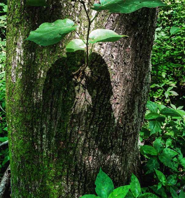 Was On A Nature Walk And Saw This Shadow That Looks Like A Couple Kissing