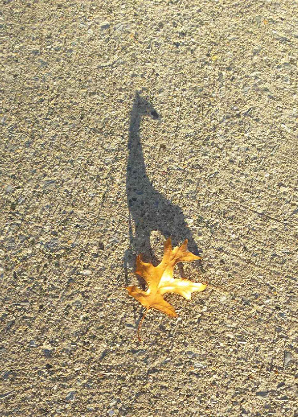 Giraffe Shadow
