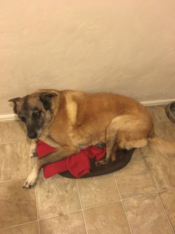 75 Pound Dog In A 15 Pound Dog Bed
