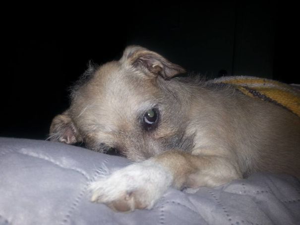 Khaleesi's Not Happy That The Flash Of The Camera Light Disturbed Her Sleep