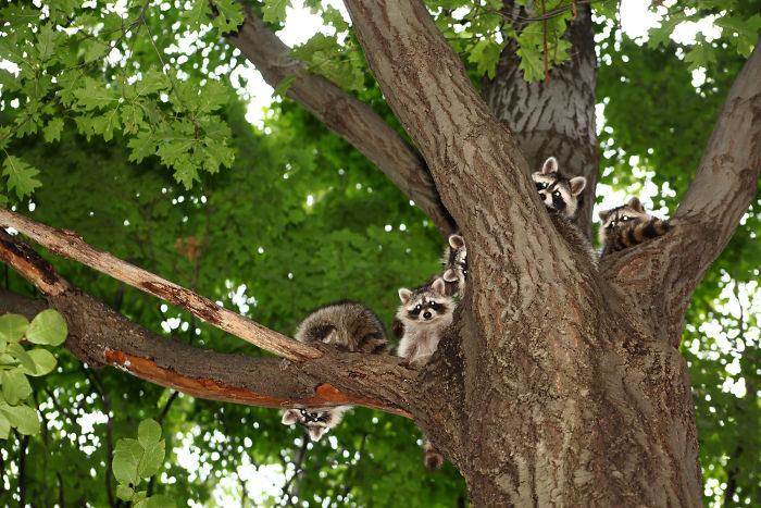 Adorable-cute-raccoons