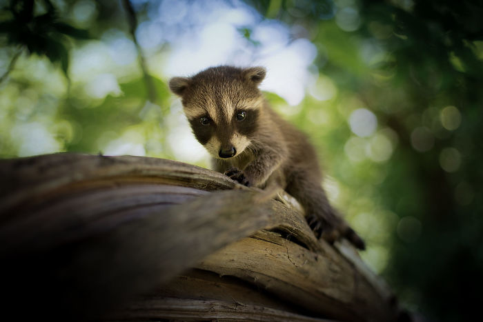 Adorable-cute-raccoons