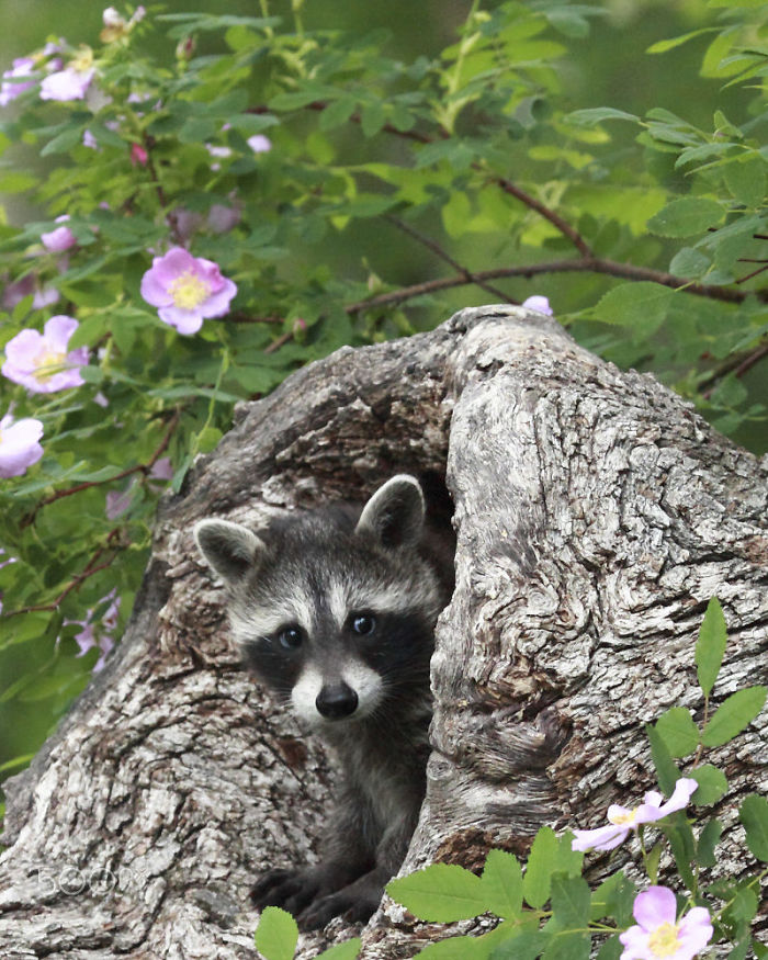 Adorable-cute-raccoons