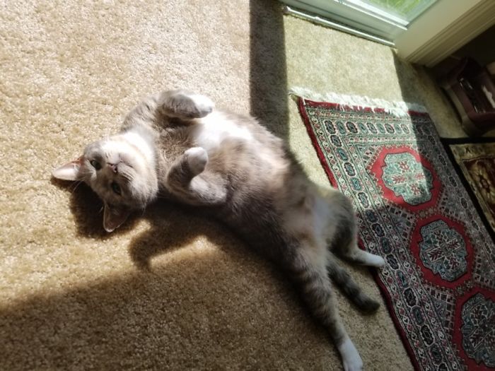 My Cat Sometimes Sunbathes Like This