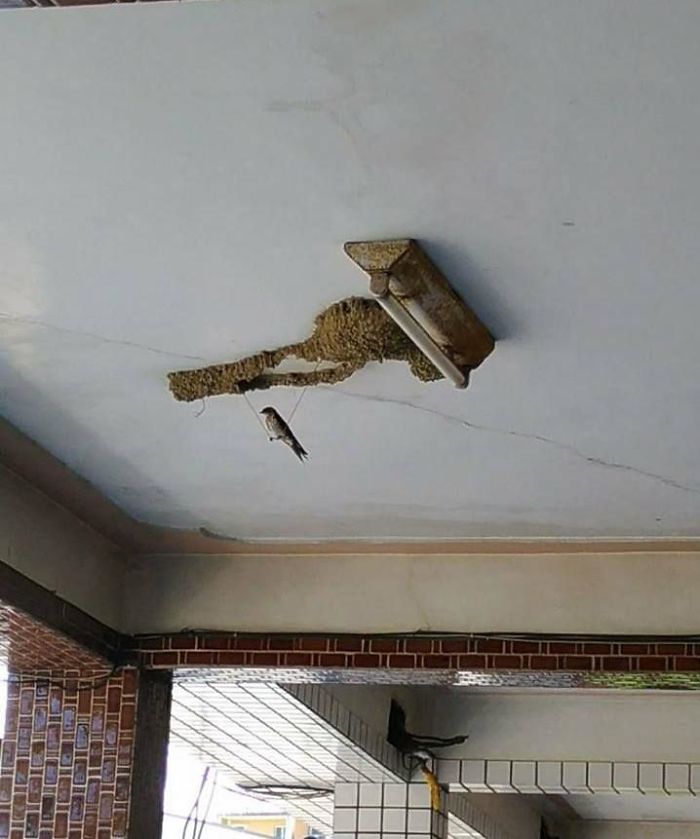 Swallow's Nest With Swing Attached, Built By The Swallow. Swallow's Nest With Swing Attached, Built By The Swallow.