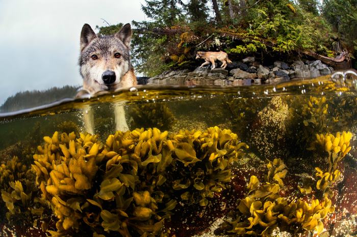 swimming-sea-wolves-pacific-coast-canada-ian-mcallister-3 swimming-sea-wolves-pacific-coast-canada-ian-mcallister-3