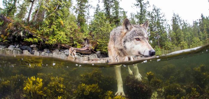 swimming-sea-wolves-pacific-coast-canada-ian-mcallister-4 swimming-sea-wolves-pacific-coast-canada-ian-mcallister-4