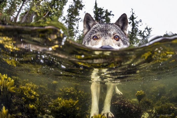 swimming-sea-wolves-pacific-coast-canada-ian-mcallister-5 swimming-sea-wolves-pacific-coast-canada-ian-mcallister-5