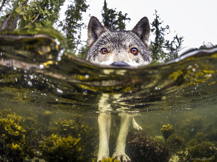 Estos curiosos lobos de mar viven junto al océano y pueden nadar durante horas
