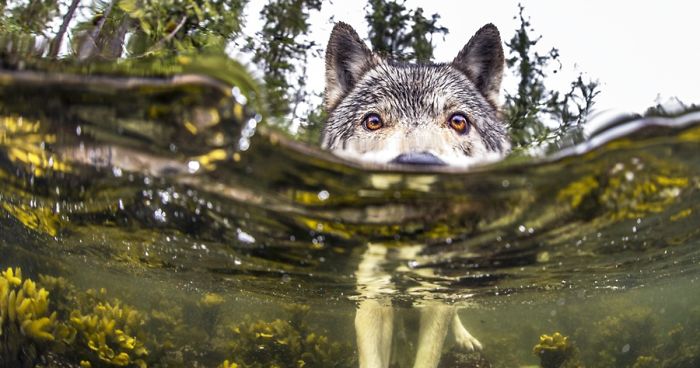 Meet Rare Sea Wolves Who Live Off The Ocean And Can Swim For Hours