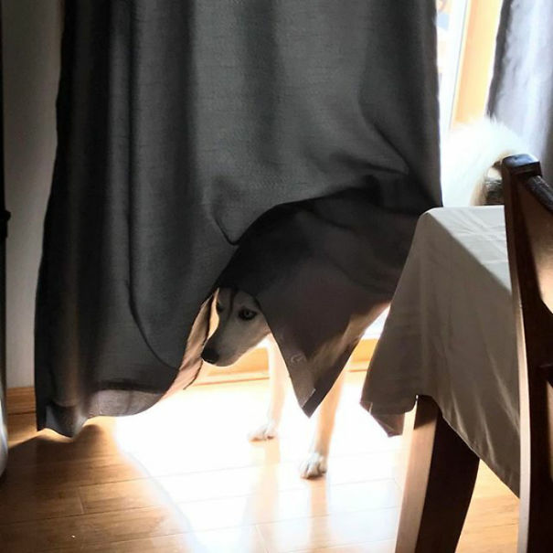 She Stood Like This For A Few Minutes.. Just Creeping. Where's The Number I Call For The Broken Husky Line?