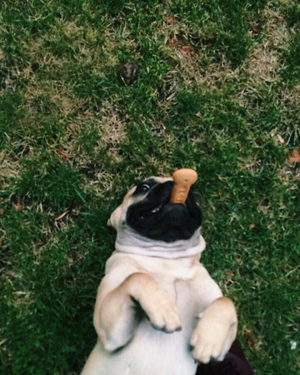 Hi, My Hooman Didn't Give Me This Cookie, I Took It Myself