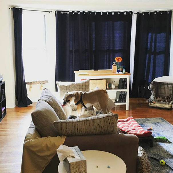 What's The Big Deal, Dad? Sometimes I Lick Couch Pillows