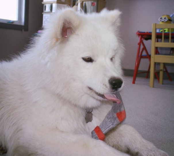 Nova Helping With Laundry