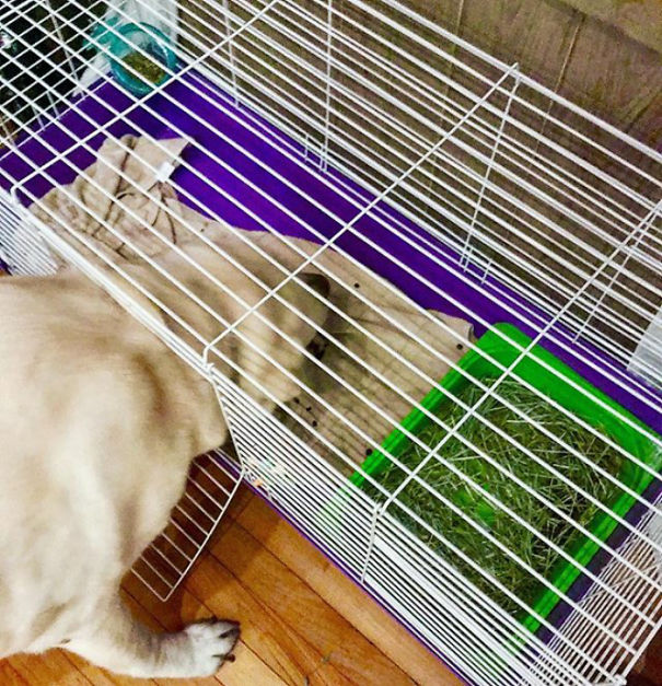 You Know You Are Desperate When You Are Stealing Raw Spinach And Broccoli Out Of The Bunny's Cage