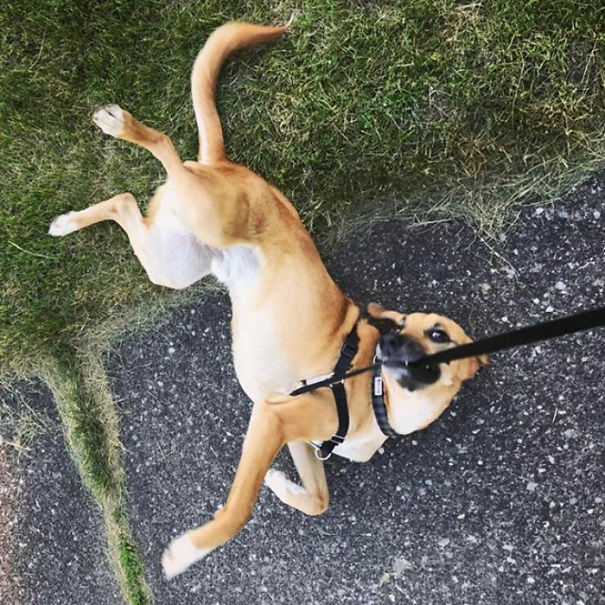 What Happens When Bandit Decides He's Walked Far Enough Thank You Very Much