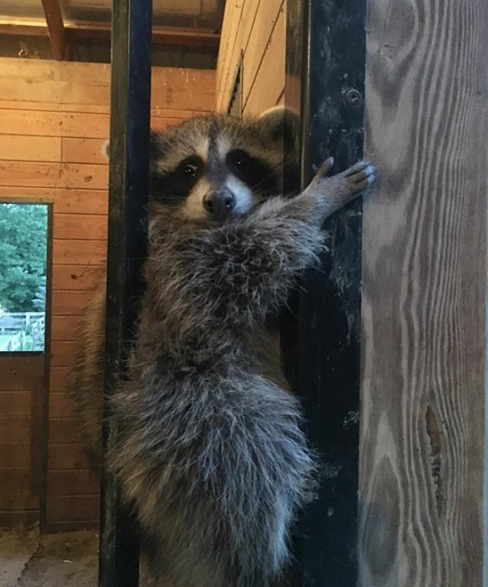 Adorable-cute-raccoons