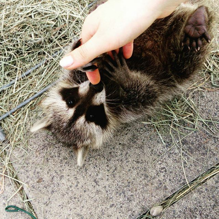 Adorable-cute-raccoons