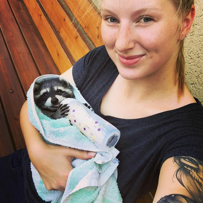 Adorable-cute-raccoons