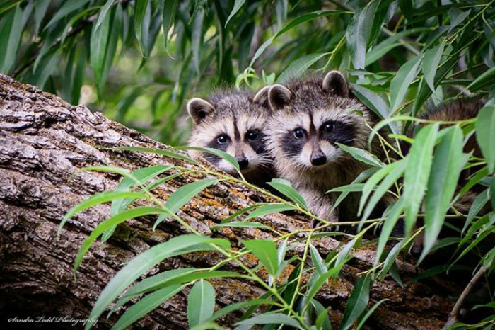 Adorable-cute-raccoons