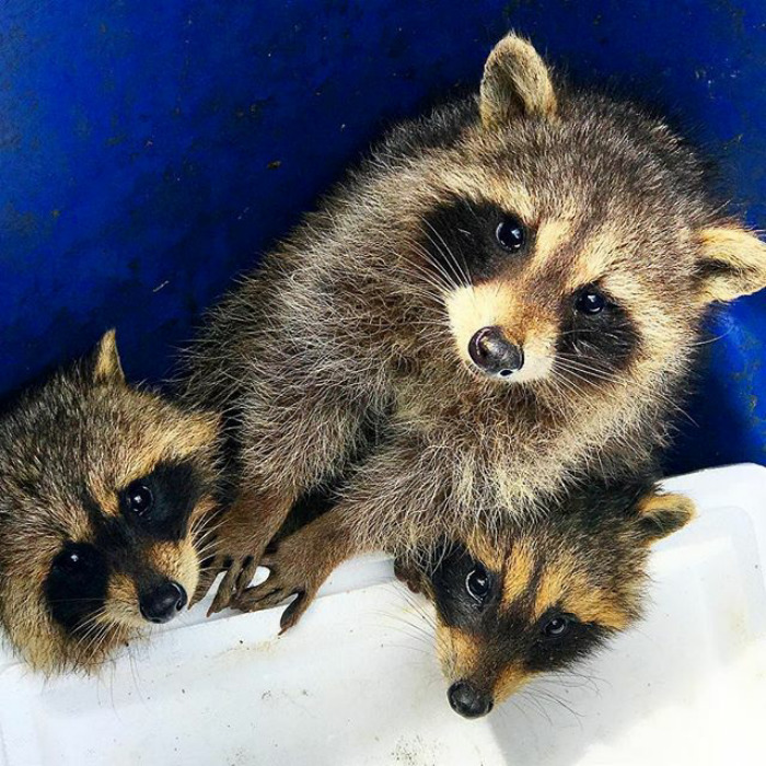 Adorable-cute-raccoons