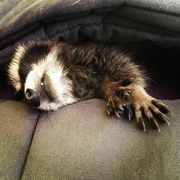 Adorable-cute-raccoons