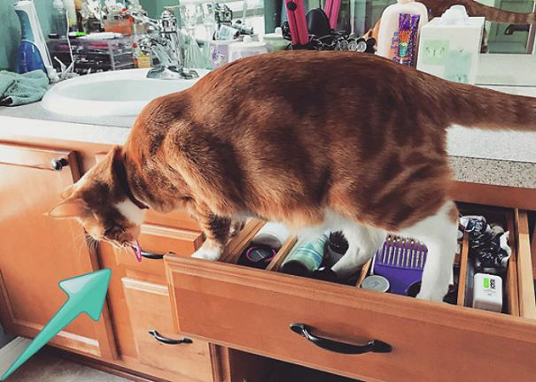 The Hair Tie Bandit Strikes Again!