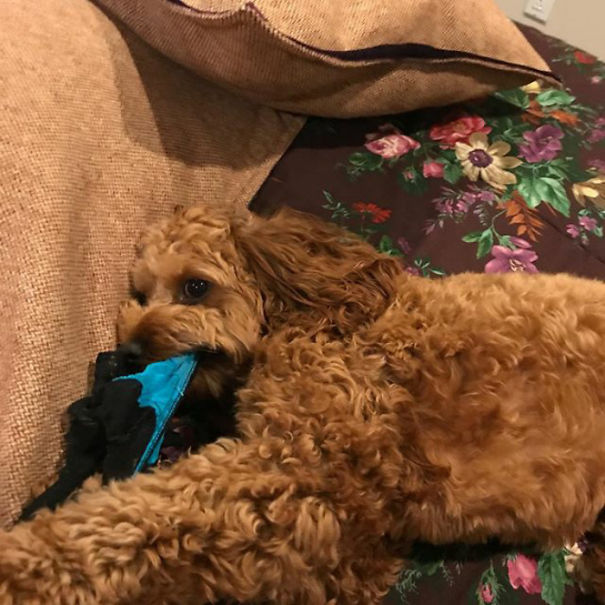 Definition Of A Devil Dog