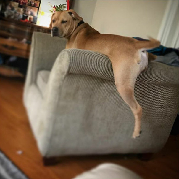 I Caught Our Dog Being Really Weird Again, The Cat Transformation Is In Full Affect