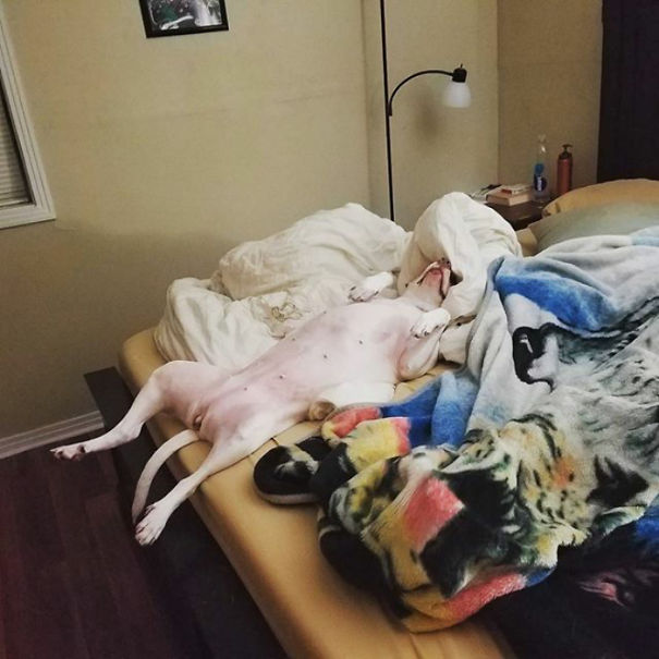 Get A Pitbull They Said. They're Totally Vicious They Said