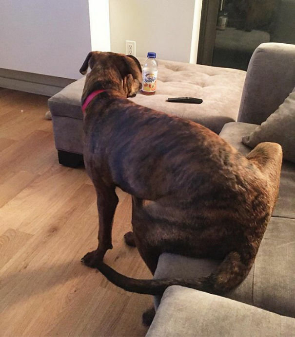 Maybe They Won't Notice My Butt's On The Couch