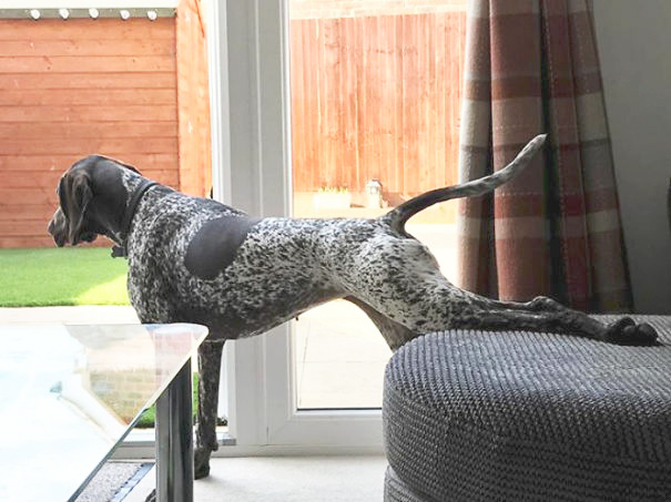 My Parents Always Say I'm A Strange Dog. I'm Just Doing Some Yoga