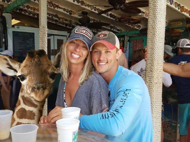 Nearly As Many People Are Paying Attention To This As They Did April The Giraffe.