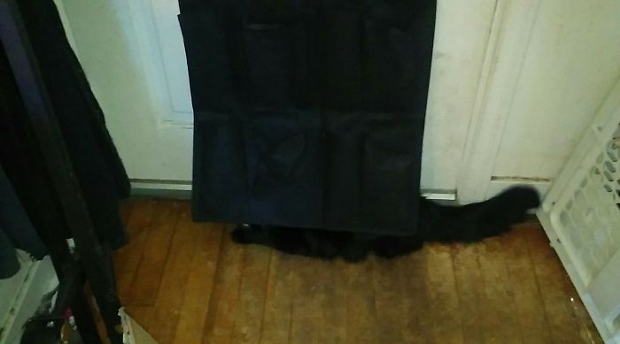 My Cat Thinks He Is Good At Hiding.