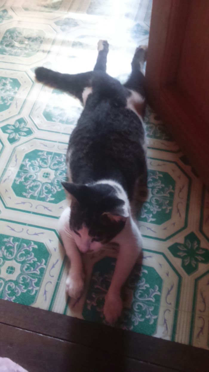 Our Cat Love To Stay This Way