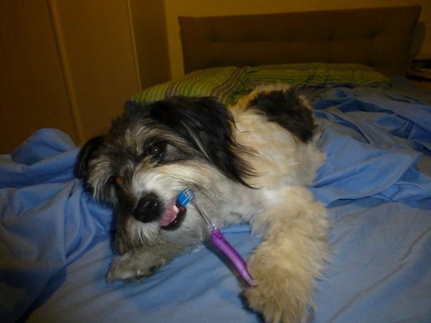 Dental Hygiene Is A Priority For Suki