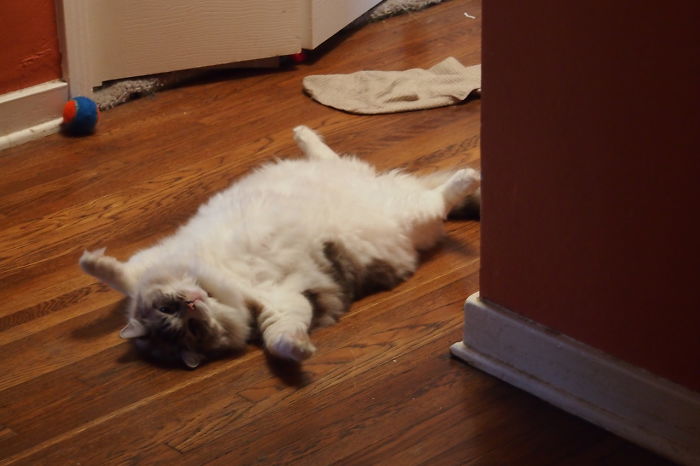 I Came Out Of The Bathroom To This. He Didn't Move For Ten Minutes. This Is Normal For Duncan.