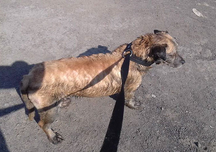 two-boys-save-dog-covered-tart-petro-argentina-1